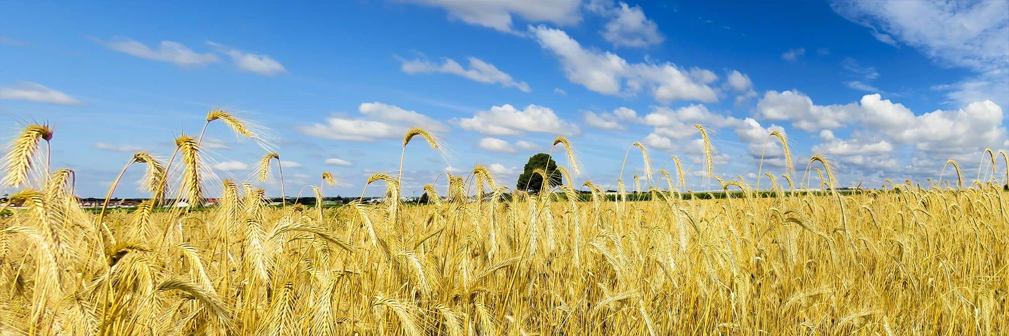 wheat_field